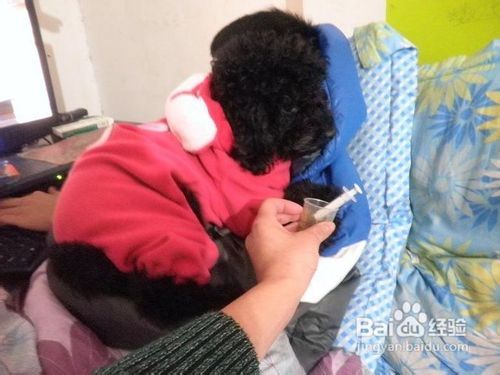 狗肌肉注射打哪里
