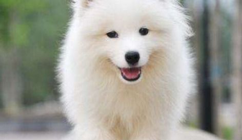 如何辨认萨摩耶犬