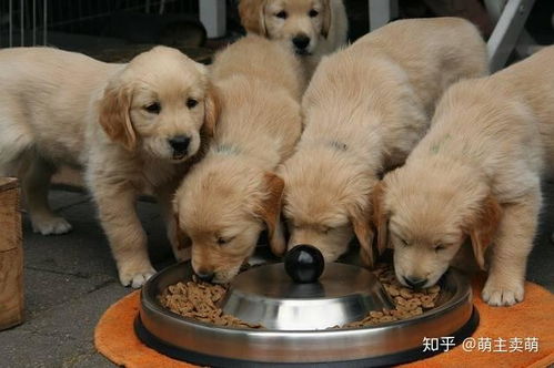 如何让金毛吃狗粮