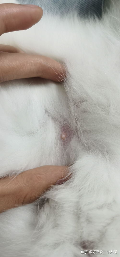 如何判断母猫怀孕