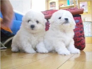 苏州纯种比熊犬哪里有卖
