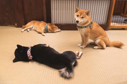 柴犬如何喂食