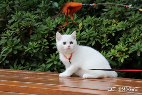 白猫是什么品种