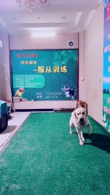 如何训练小狗走路