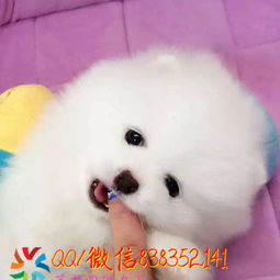 潍坊哪里买狗