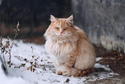 雌猫可以繁殖多久