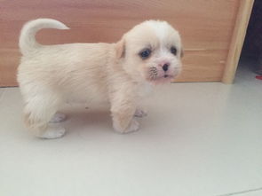 土狗小型犬有哪些品种
