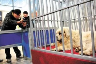 上海哪里有好的犬舍