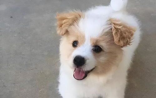 如何养串串狗