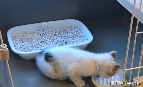 如何管教小猫