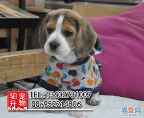 广州哪里有卖比格犬