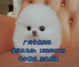 哪里可以买狗