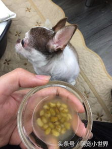 小狗吃绿豆会怎么样