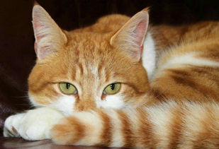 猫绝育要禁食多久