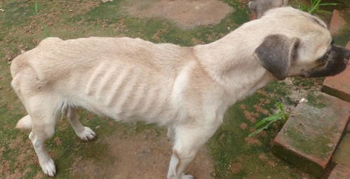 犬肠道的寄生虫有哪些
