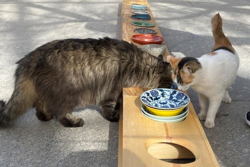 猫尾巴被截掉会怎么样