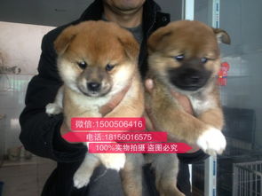 重庆哪里卖柴犬
