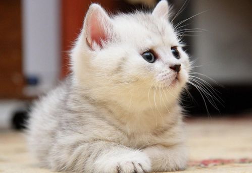 小猫都有哪些特点是什么