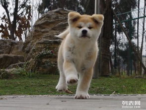 哪里有秋田犬卖