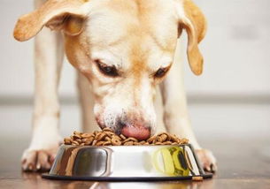 狗狗如何接食物