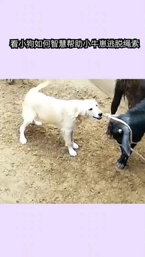 如何锻炼幼犬智力
