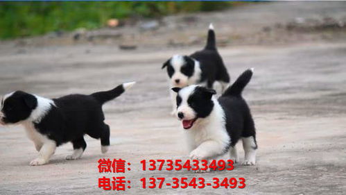 贵州贵阳哪里买狗