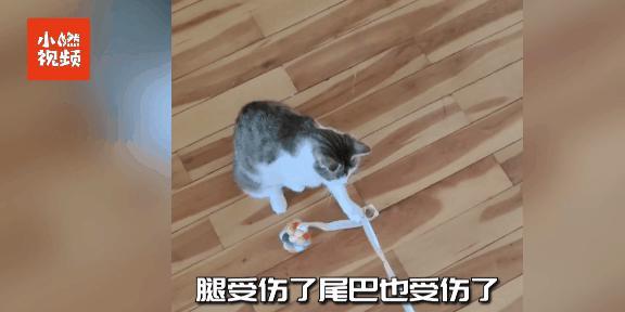 猫尾巴如何剪掉