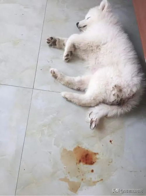 狗狗细小症状有哪些