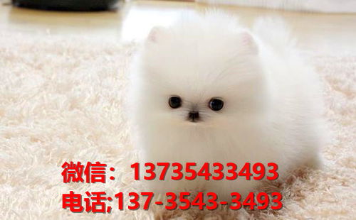 在哪里买到茶杯狗