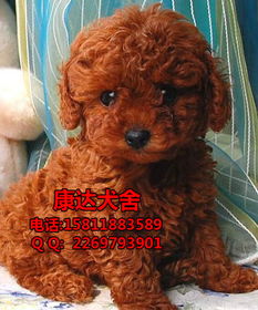 湛江哪里有狗狗买
