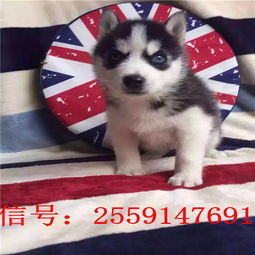 邯郸哪里卖小狗