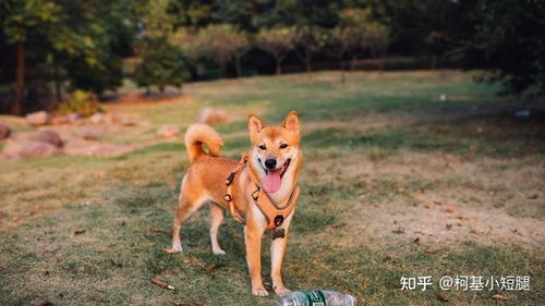 柴犬的优点和缺点有哪些