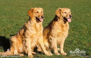 金毛犬该如何训练