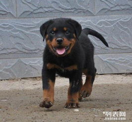 西安哪里有罗威纳犬舍