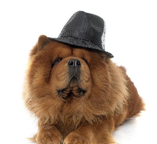 松狮犬的寿命是多久