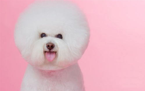 比熊犬生病有哪些症状