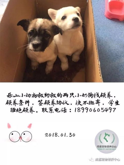 收养小狗哪里找