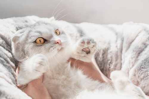 怎么样让小猫进窝睡觉