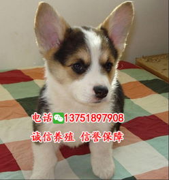 广州哪里有卖柯基犬