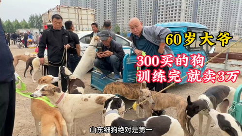 哪里有卖细犬的