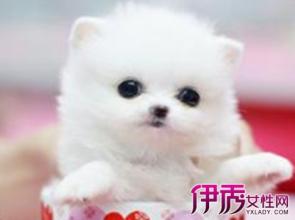 茶杯犬寿命有多久