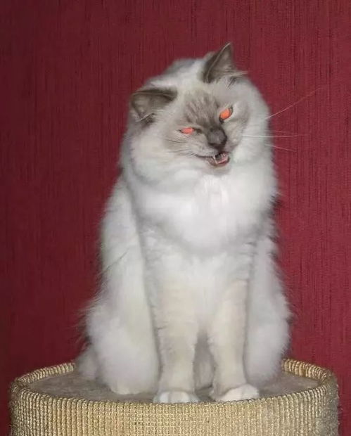 如何判断猫瞎
