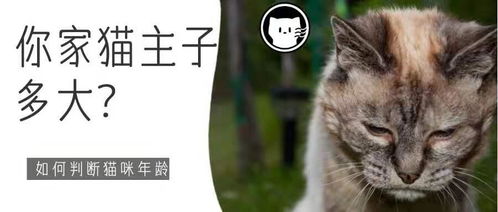 如何判断大猫年龄