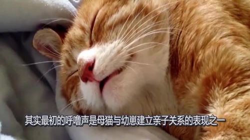 猫为什么打呼噜