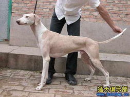 细狗有哪些品种