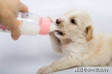 小狗要喂奶粉多久