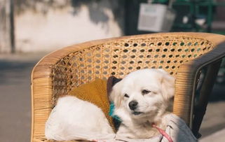 狗狗多久能晒太阳