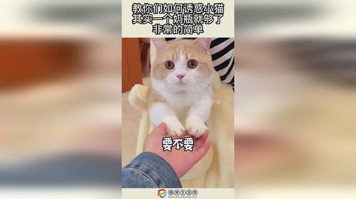 如何勾引小猫