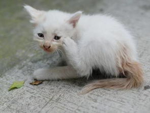 哪里能捡到流浪猫