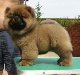 松狮幼犬多久可以洗澡